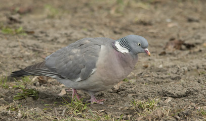 Wood Pigeon
