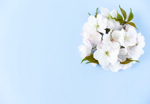 Fototapeta Arrangement of white cherry blossom flowers on light blue background with lots of copy space.  