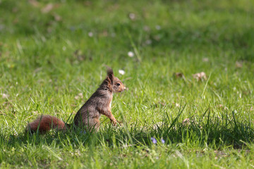 European red squirrel in grass with daisies
