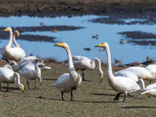 Obraz premium Whooping swans stopping over at world famous Lake Hornborga during migration at springtime in Sweden. Whooping swan is the national bird of Finland.