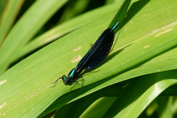Demoiselle sur une feuille