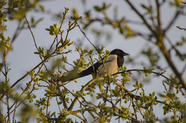 Magpie enjoys spring
