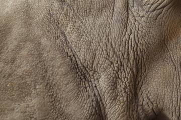 Fototapeta premium Rhino skin background