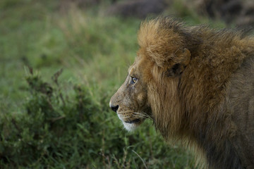 profilo leone