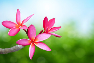 Fototapeta premium Pink frangipani flower
