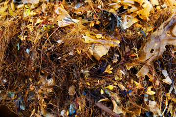 Algae on the shore of the North Atlantic Ocean