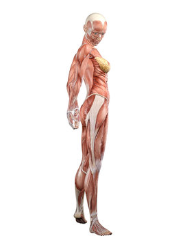 Muscle female anatomy looking over shoulder 3D Illustration