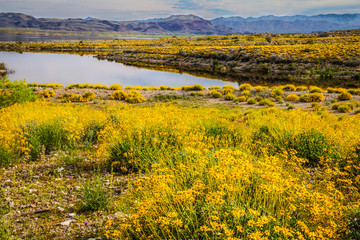 Alamo State Park, Arizona. On a morning hike in mid-March, a profusion of of wildflowers was seen everywhere.