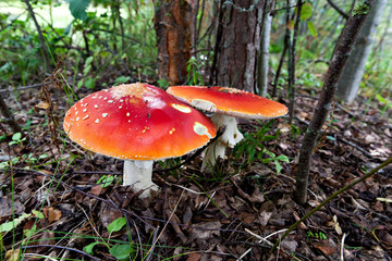 Amanita mushrooms in the autumn forest
