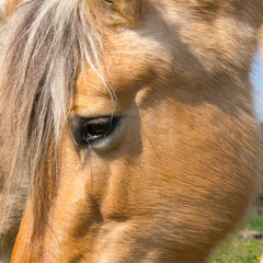 Ein Pferd, mit leuchtendem Fell lebt auf der Weide in der Wärmenden Sonne.