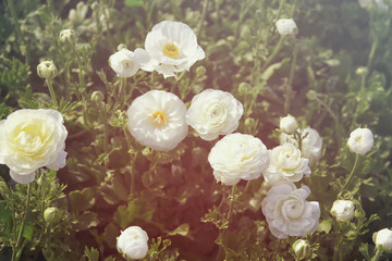 Image of beautiful white spring flowers