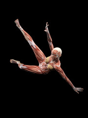 Muscle female anatomy falling 3D Illustration