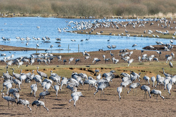 Fototapeta na wymiar Cranes at Lake Hornborga during migration at springtime in Sweden. During its peak late March – early April up to 20000 cranes can be counted daily.