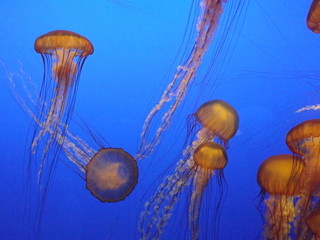 Jellyfish 2