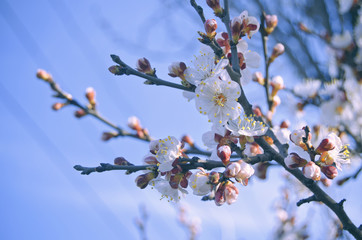 Spring  tree