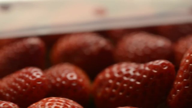 Fragaria Mansikat Erdbeeren Fragole Poziomka Земляника &Ccedil;ilek D&acirc;u t&acirc;y Smultronsl&auml;ktet Aardbei  תות שדה Eper 
 n&ouml;v&eacute;nynemzets&eacute;g شليك 딸기속 草莓属 オランダイチゴ属 Jar&eth;arber Fragola Fresa Fraisiers Strawberries