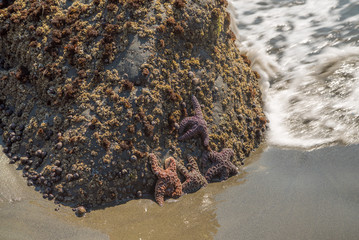 Starfish cling to a large rock.  Redwood national and state parks. California, USA