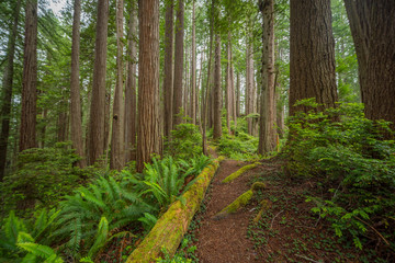 Old-growth sequoias in the fairy green forest. A path in the redwood forest. Redwood national and state parks. California, USA