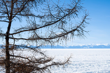 Fototapeta na wymiar Larch tree on the shore of the frozen Lake Baikal, Siberia, Russia. On the other side of the lake is the Khamar-Daban Ridge 