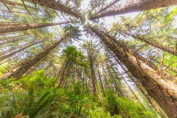 Amazing green forest of sequoia. Huge sequoias on the background of the blue sky. The sun's rays fall through the branches. Redwood national and state parks. California, USA