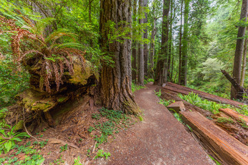 Huge logs overgrown with green moss and fern lie in the forest. Amazing forest of sequoia. Redwood national and state parks. California, USA