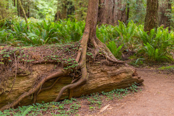 Old-growth sequoias in the fairy green forest. A path in the redwood forest. Redwood national and state parks. California, USA