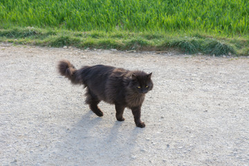 Katze Waldkatze in schwarz draussen am laufen