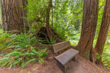 Wooden bench on a background of the Redwood Forest. Redwood national and state parks. California, USA
