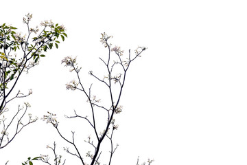 Pink trumpet tree branch silhouette photography , white background