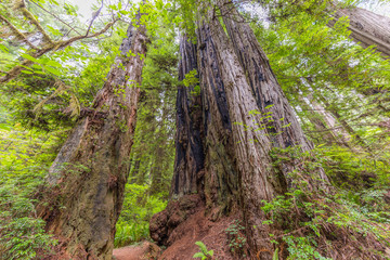 Amazing green forest of sequoia. Huge sequoias on the background of the blue sky. The sun's rays fall through the branches. Redwood national and state parks. California, USA