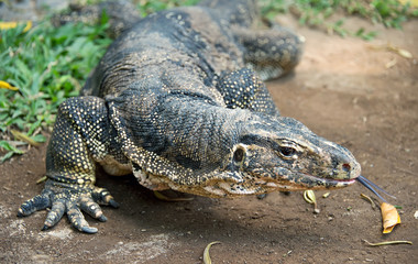 on a Sunny summer day in the jungle lone big lizard out of the rock caves