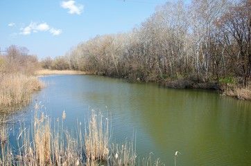 trees on the shore of the lake