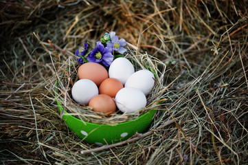 chicken egg in the hey and blue flowers