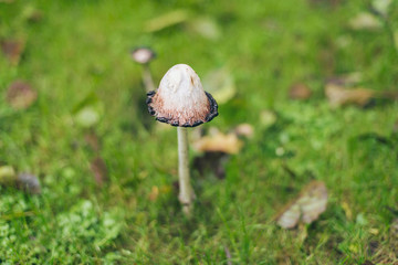 Close-up of one mushroom in field of grass.