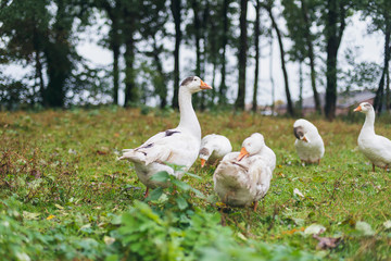 Obraz na płótnie Canvas Small group of white geese in meadow.