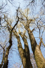 Fototapeta na wymiar tops of the trees