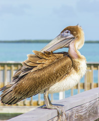 PELICAN BIRD