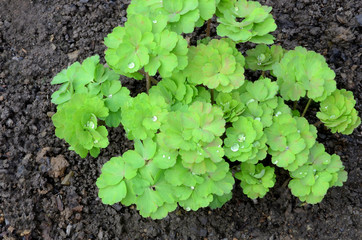 
The leaves of the young ordinary aquilegia are covered with raindrops.