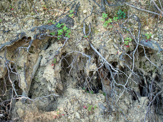 Roots on upturned tree.