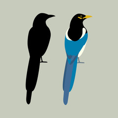 magpie vector illustration style Flat  set black silhouette