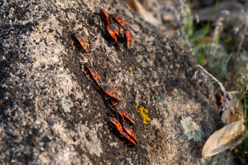 Firebugs, Pyrrhocoris apterus, insect family Pyrrhocoridae. Bugs bask in the spring sun