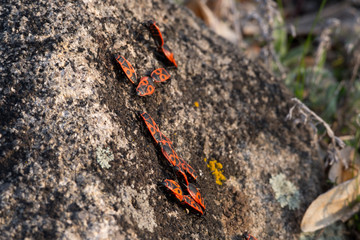 Firebugs, Pyrrhocoris apterus, insect family Pyrrhocoridae. Bugs bask in the spring sun