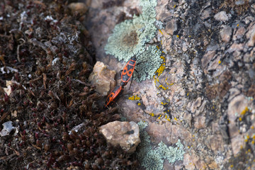 Firebugs, Pyrrhocoris apterus, insect family Pyrrhocoridae. Bugs bask in the spring sun