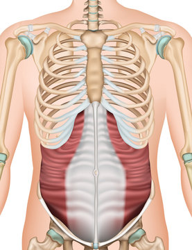 Musculus obliquus externus abdominis vector illustration