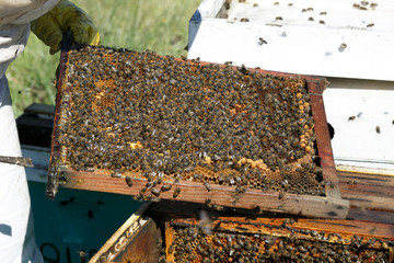 Beekeeping. Working on bees full of bees.