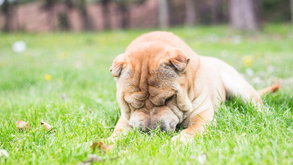 Sharpei dog