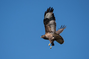 Common Buzzard, Buteo buteo 