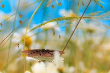 Brown butterfly on white maguerite dreamy background