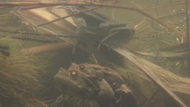 European toad - Bufo bufo - in springtime