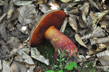 Fake porcini mushroom. Poisonous porcini or red boletus
